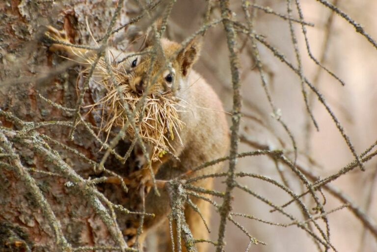 Squirrel Preparing Nest