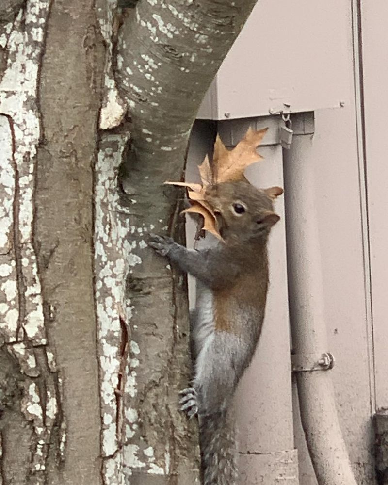 Squirrel Dreys Are Cozy Winter Homes