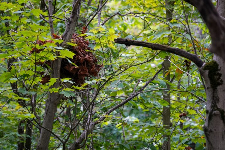 A squirrel nest, or drey, built from twigs and leaves
