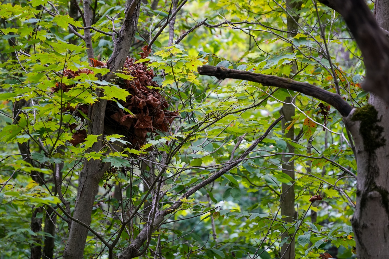 7 Reasons That Ball Of Leaves In Your Florida Tree Probably Isn’t A Bird Nest