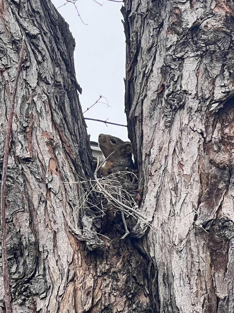 Squirrels Build Leafy Homes Too