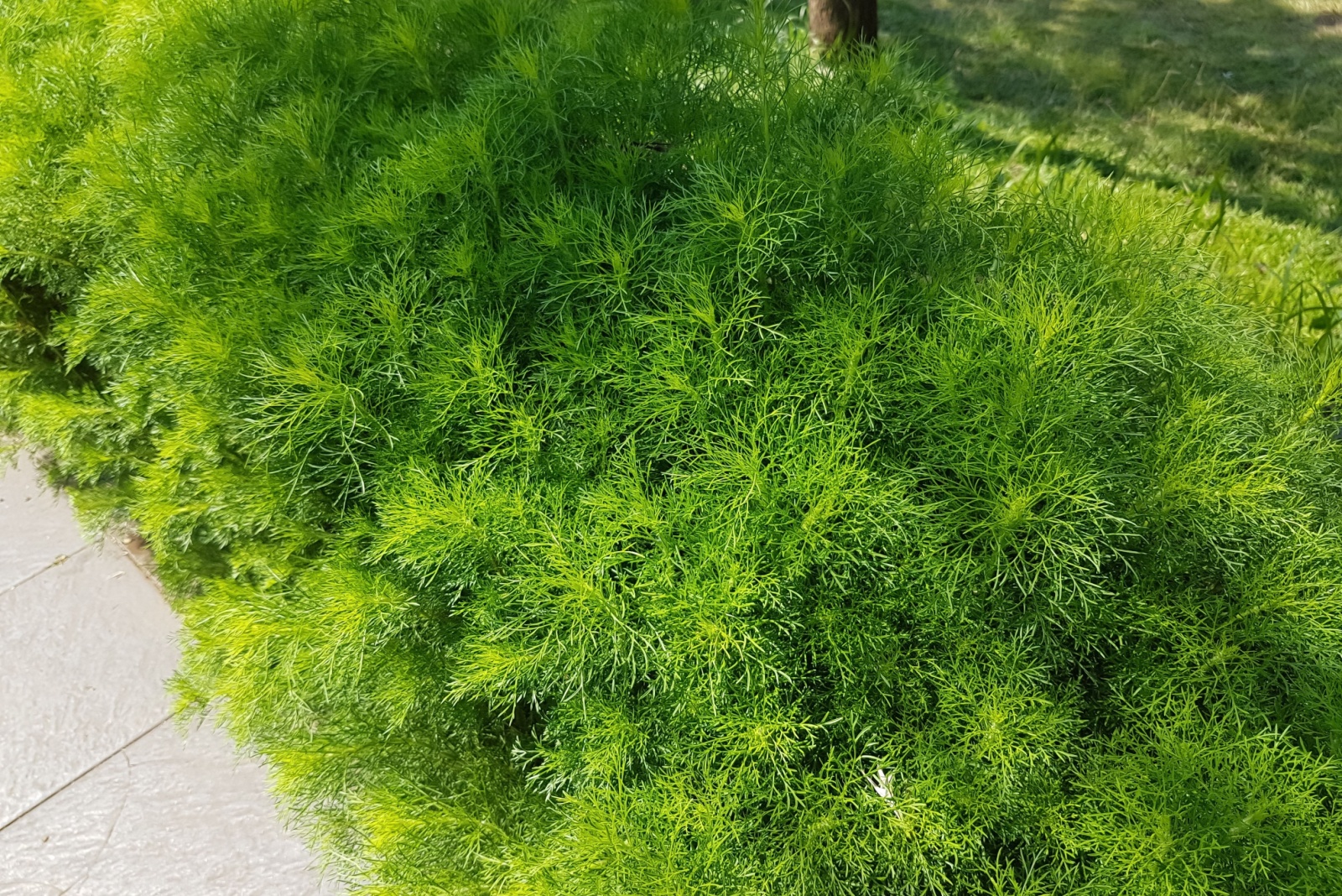 7 Reasons To Grow Dill By Your Front Door In Illinois