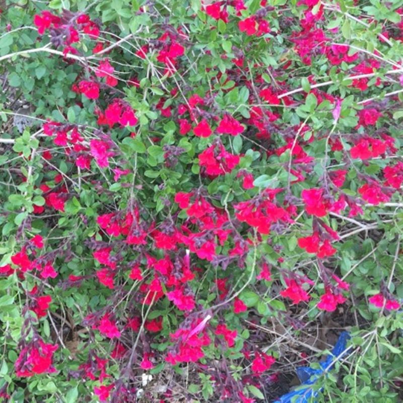 Blooms All Year Long