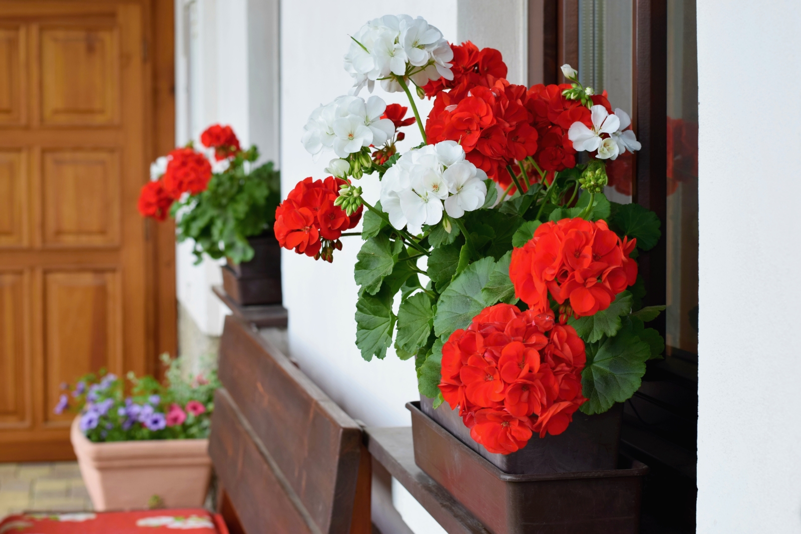Geraniums (featured image)