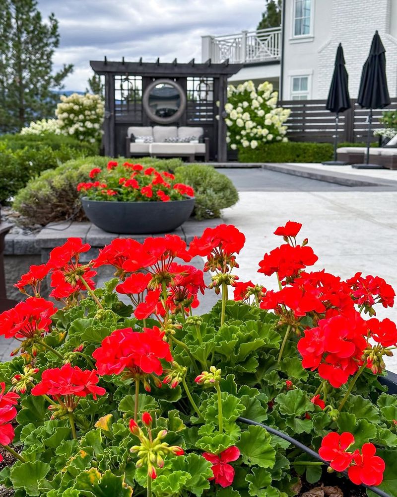 Vibrant Color All Summer Long