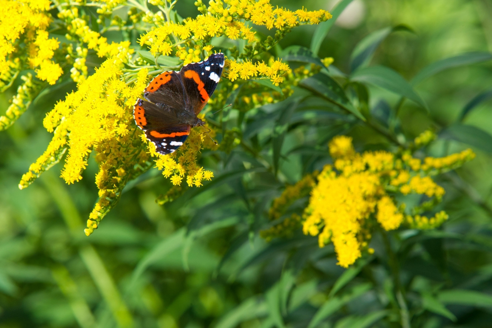 7 Reasons To Plant Goldenrod In Your Georgia Garden
