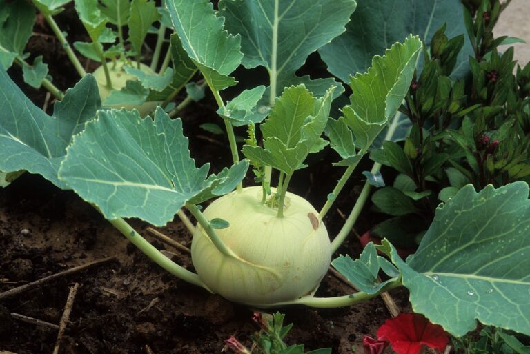 kohlrabi