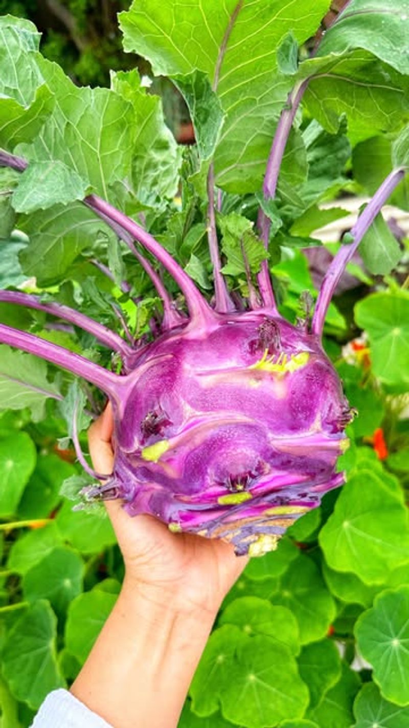 Kohlrabi Loves Cool Weather