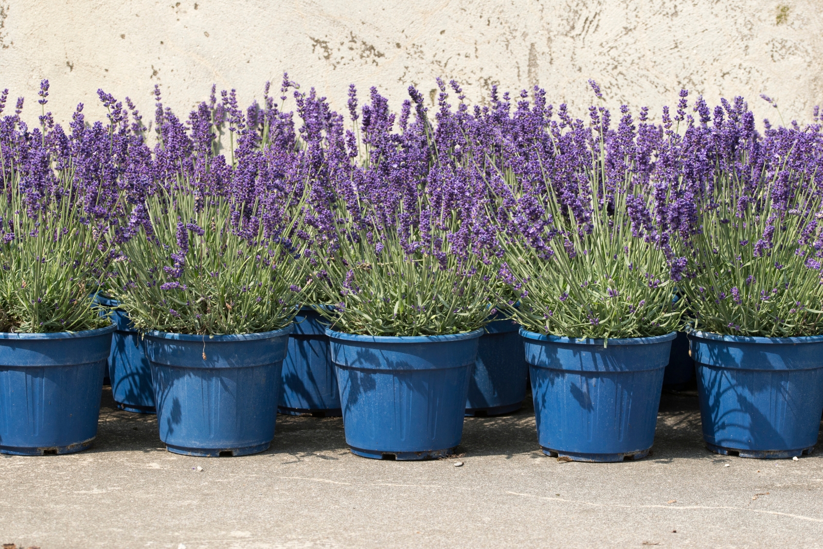 7 Reasons To Plant Lavender Near Your Patio In North Carolina