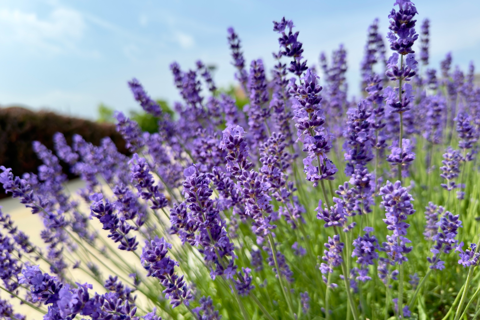 7 Reasons To Plant Lavender Near Your Patio In West Virginia