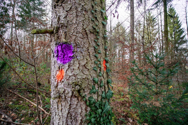 tree (featured image)