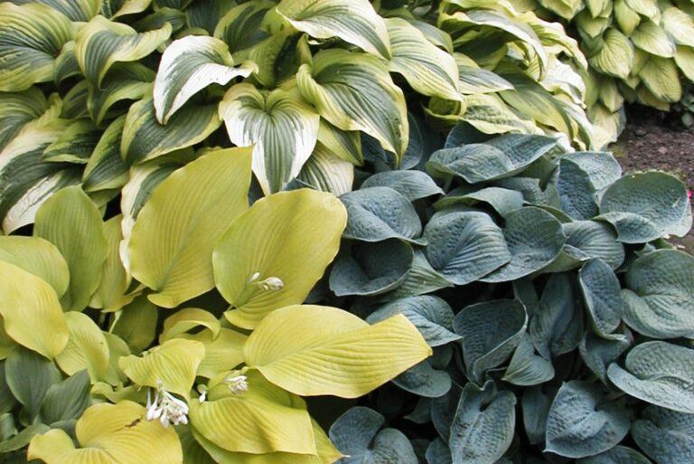 hostas
