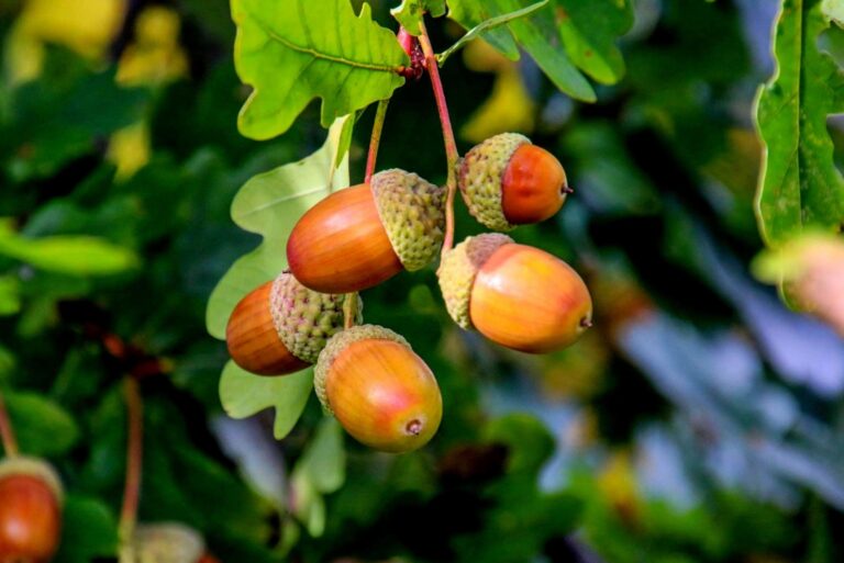 Acorns (featured image)