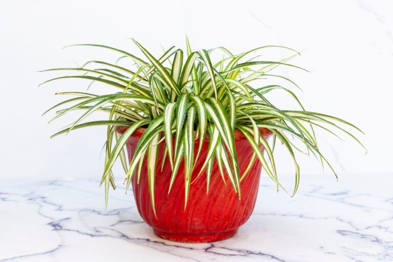spider plant in red pot
