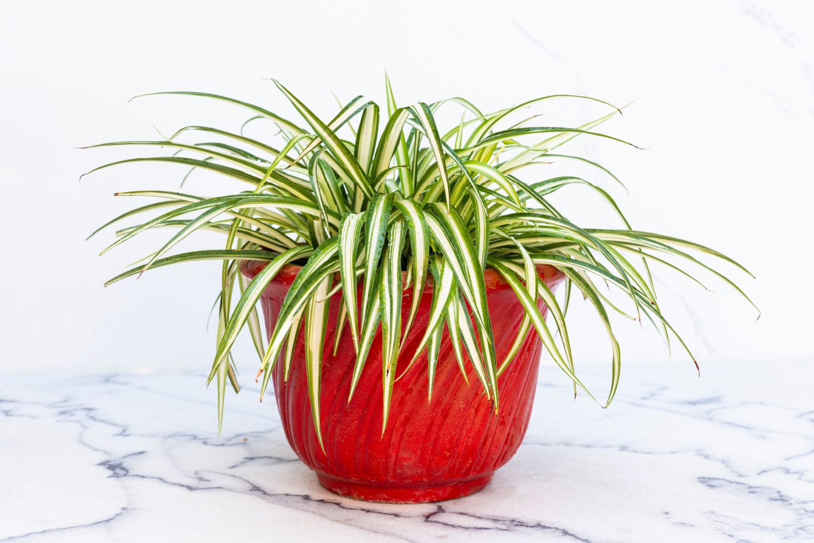 spider plant in red pot