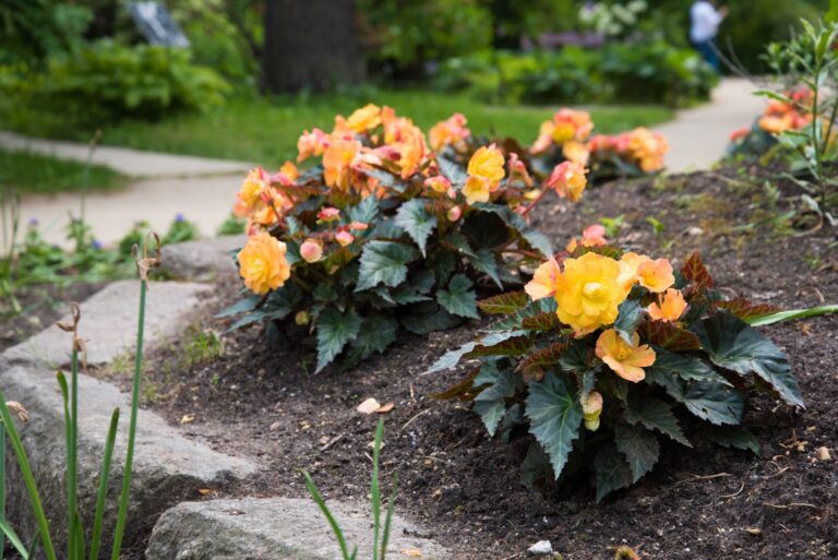 Young begonia bushes grow in a flower bed