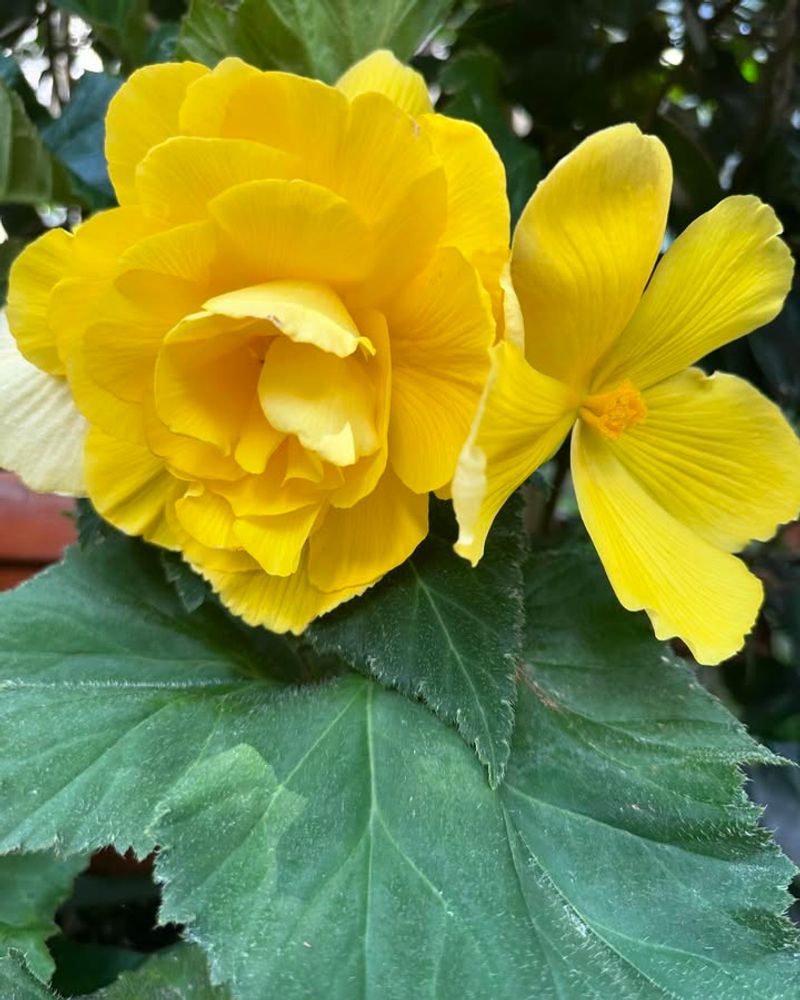 Bring Tuberous Begonias Indoors Before First Frost