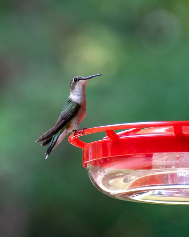 Migration Season Has Arrived