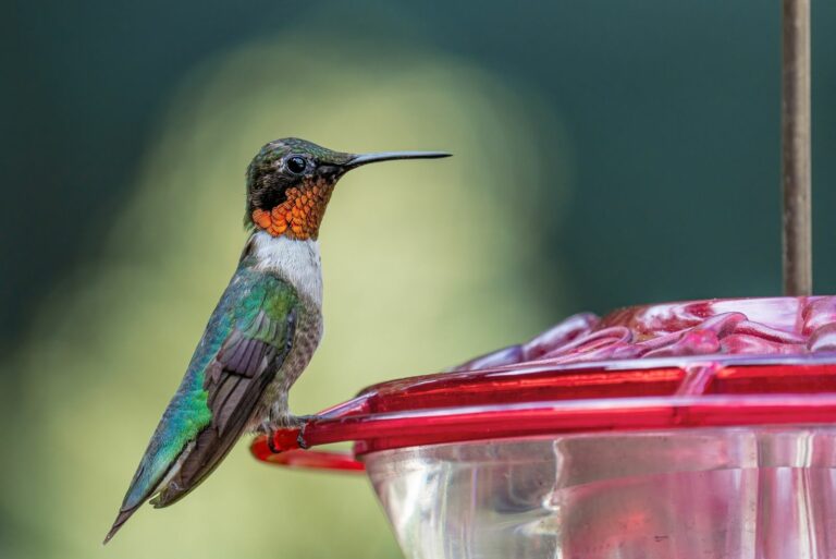 Closed-Up Shot of Hummingbird on the Feeder