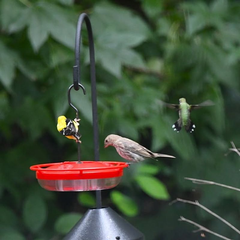 Consistent Drop In Feeder Visits