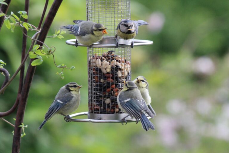bird feeder (featured image)