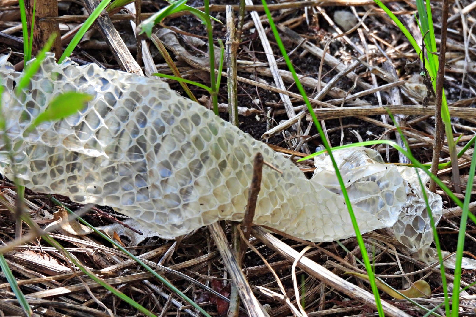 7 Signs You Have A Snake Problem In Your California Garden