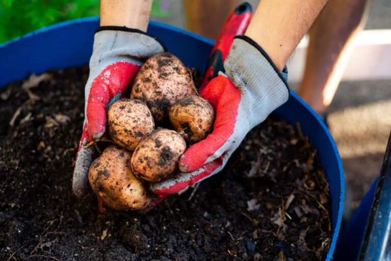 harvesting homegrown potatoes