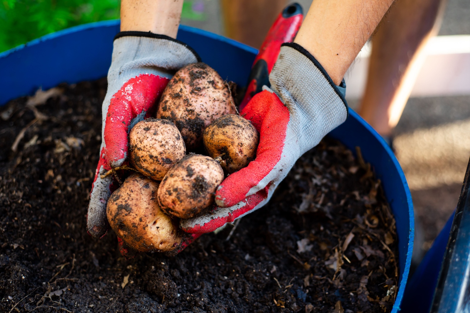 7 Simple Steps To Cure Homegrown Potatoes In Idaho