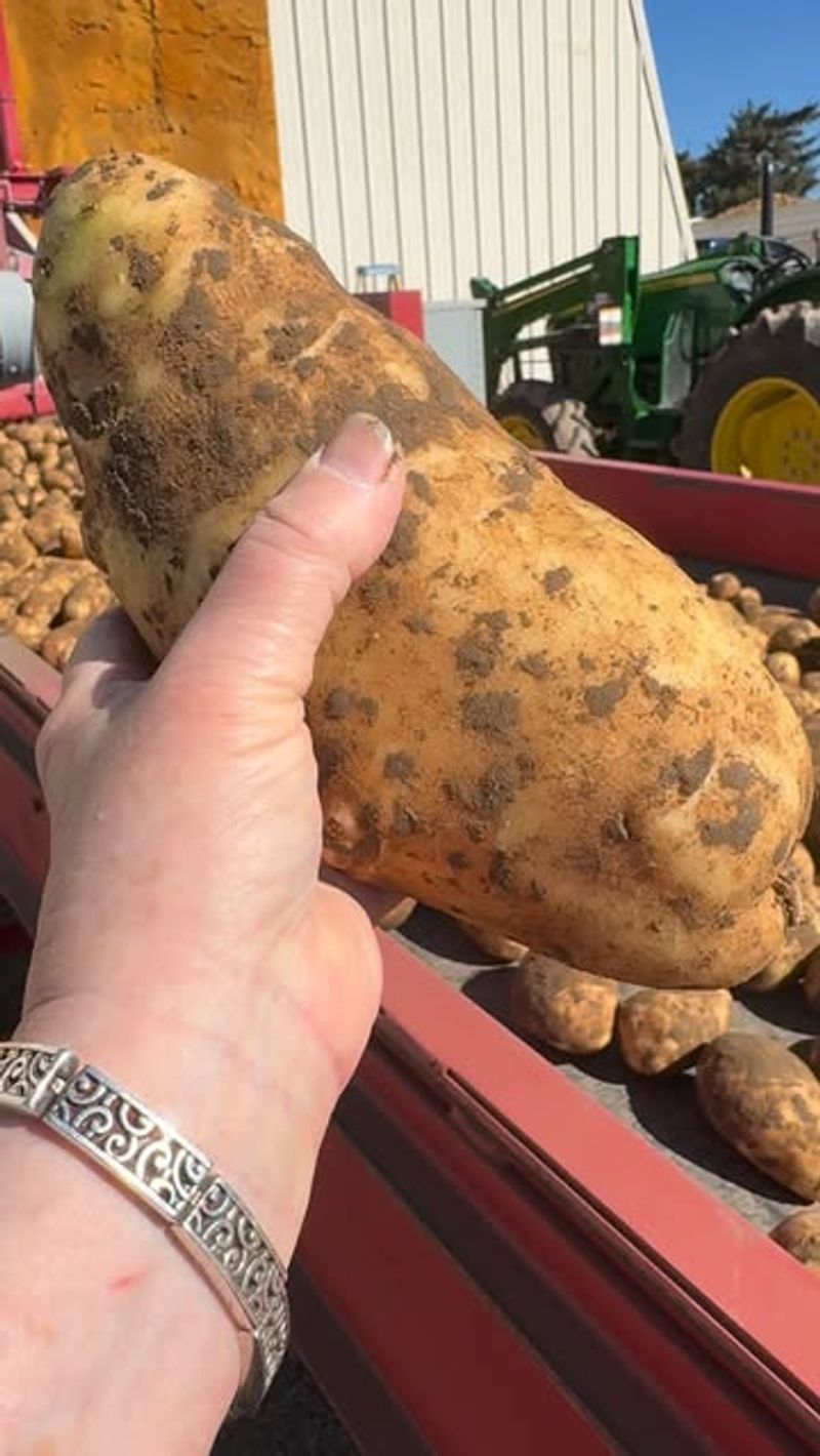 Harvest At The Right Time