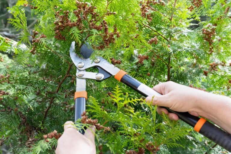 A person uses garden shears to prune lush green shrubs in bloom