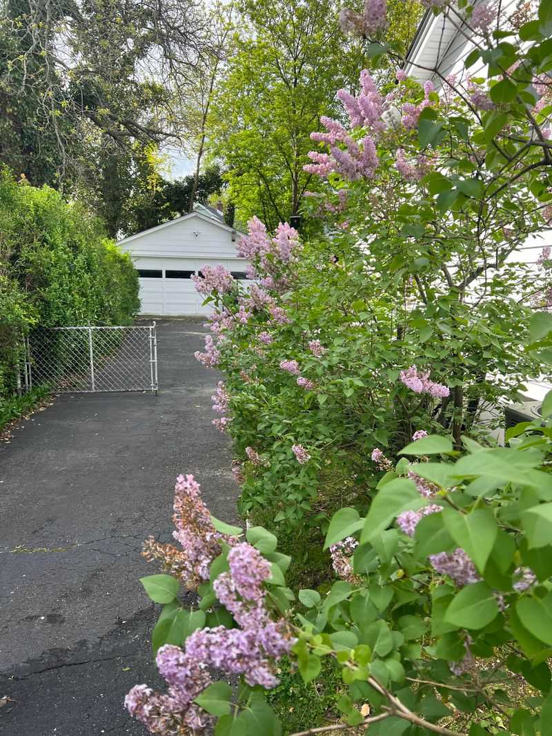 Check Your Shrub's Blooming Schedule Before Cutting