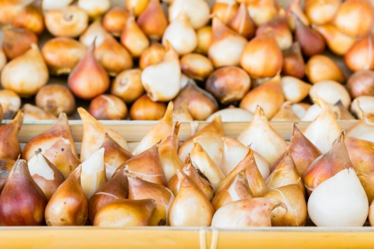 Tulip bulbs stored in the boxes