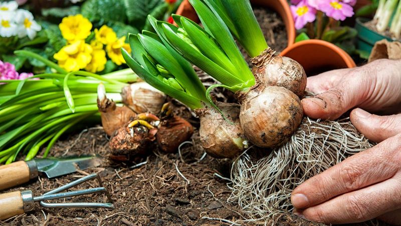 Timing Your Bulb Harvest Right