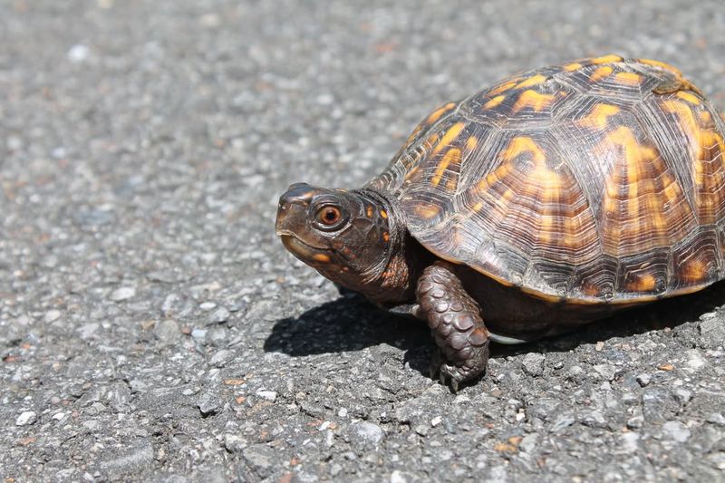 Keep Your Distance And Observe Quietly