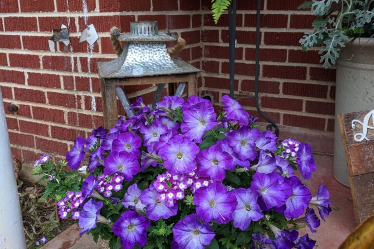 A mix of purple petunia and verbena flowers in a potted plant on a front porch.