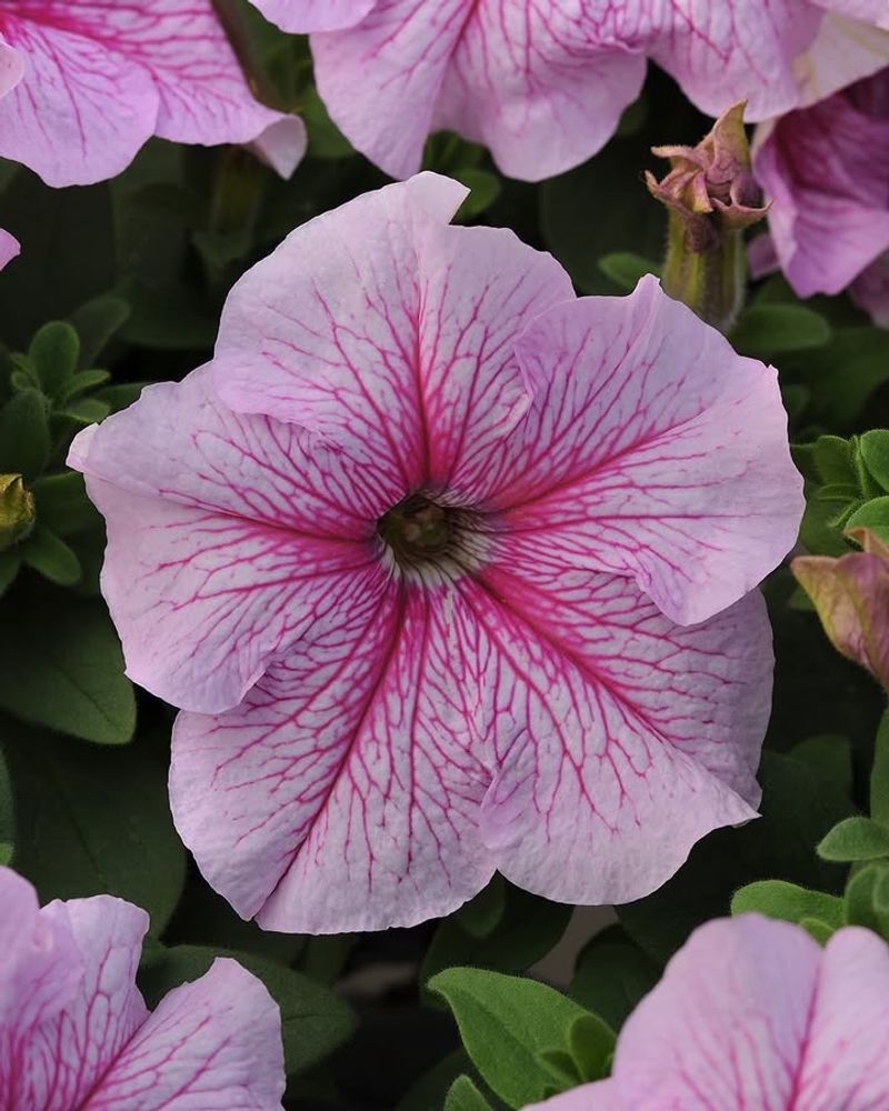 Bloom All Summer Long Without Much Fuss