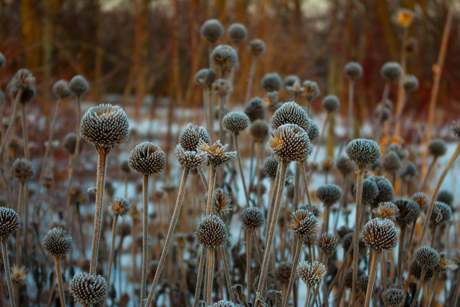 Coneflower seedheads covered in frost in winter