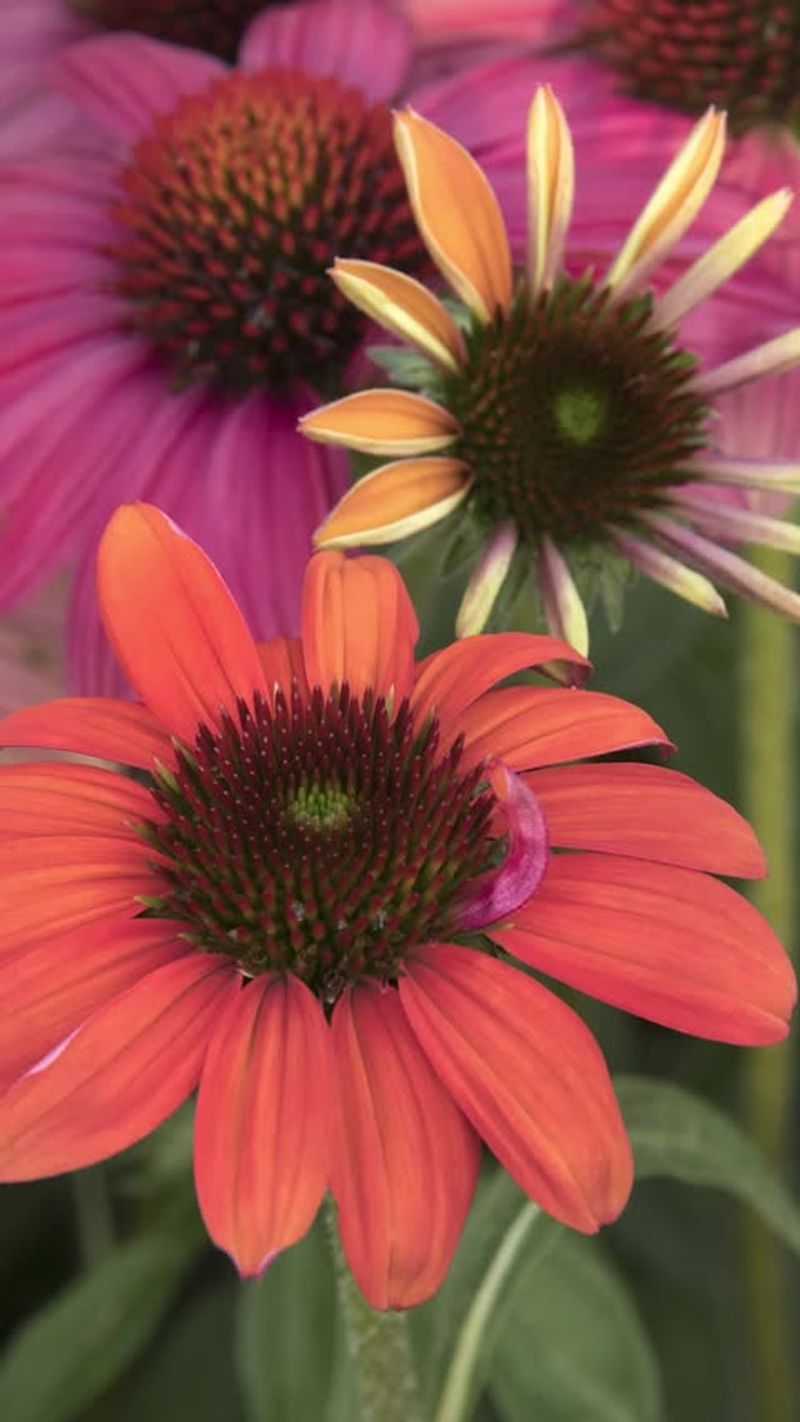 Stop Deadheading Your Blooms