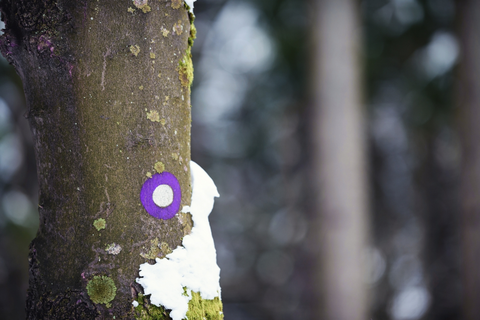 7 Surprising Reasons Georgia Trees Get Painted Purple