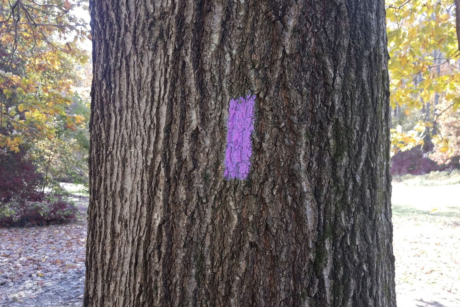 7 Surprising Reasons Trees Are Painted Purple In Texas