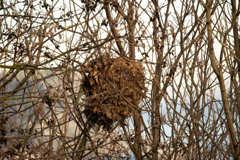 tree (featured image)