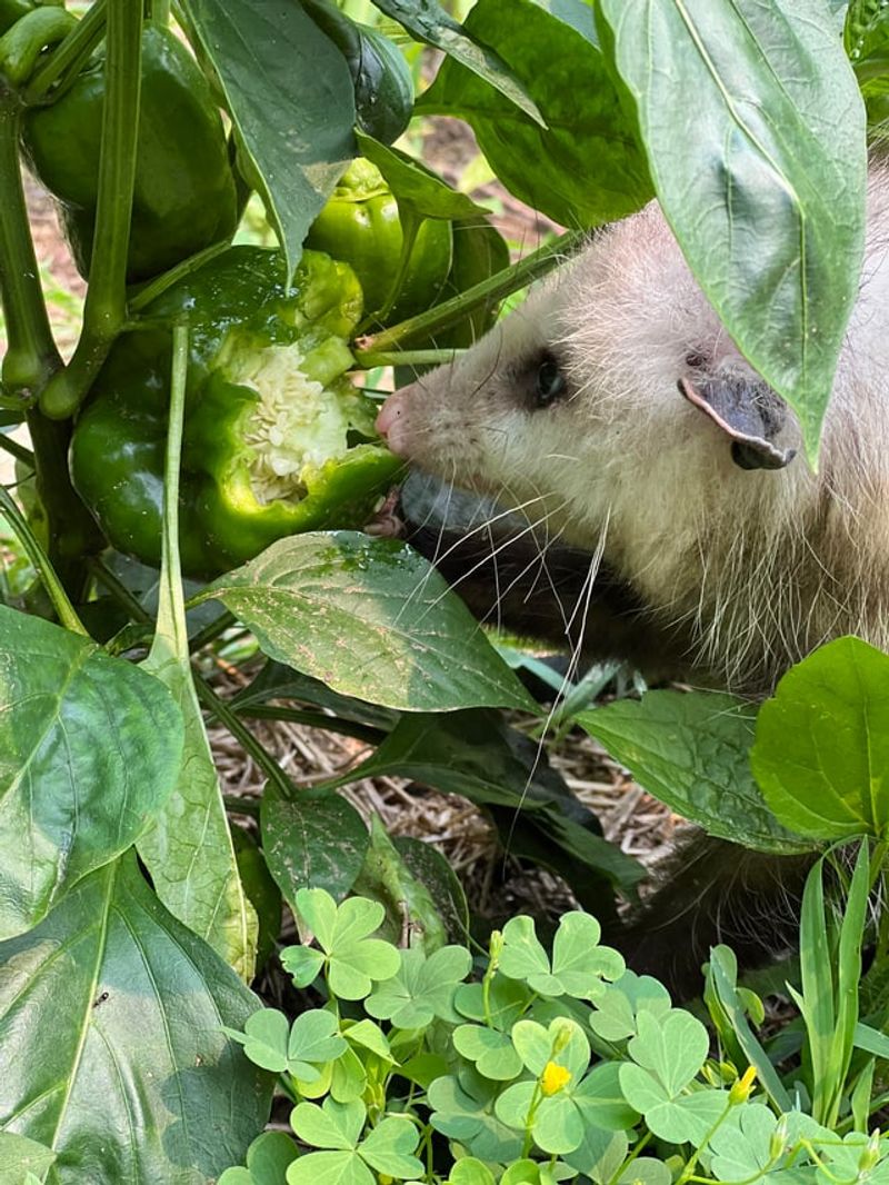 Possums Are Actually Beneficial For Your Garden