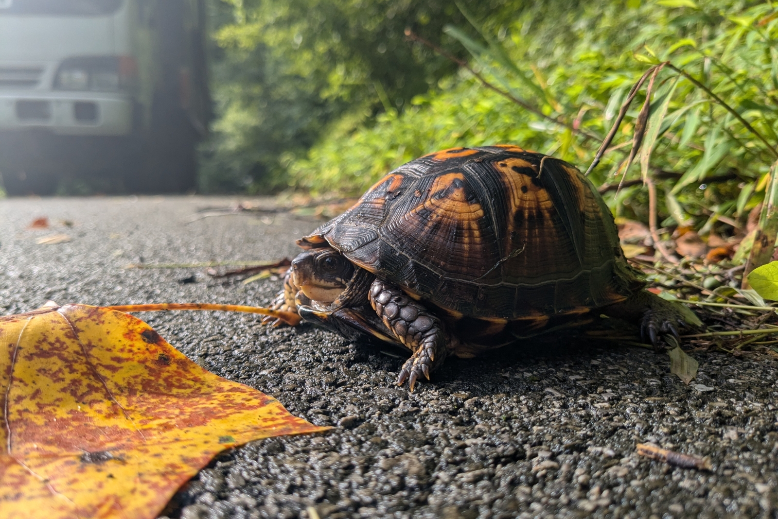 7 Things Every Massachusetts Homeowner Should Do When Spotting A Turtle