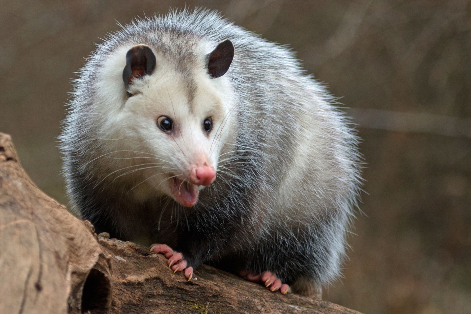 7 Things New Mexico Homeowners Must Know Before Removing Possums From The Yard