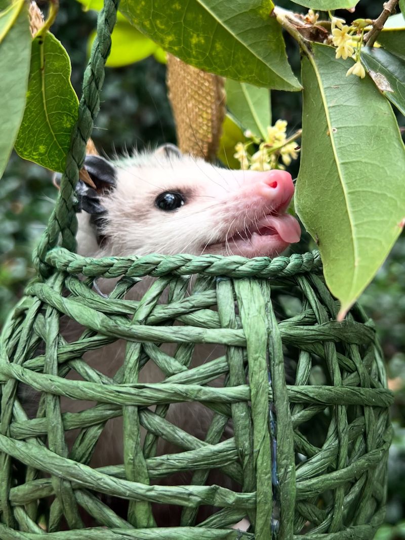 Possums Are Actually Helpful Pest Controllers