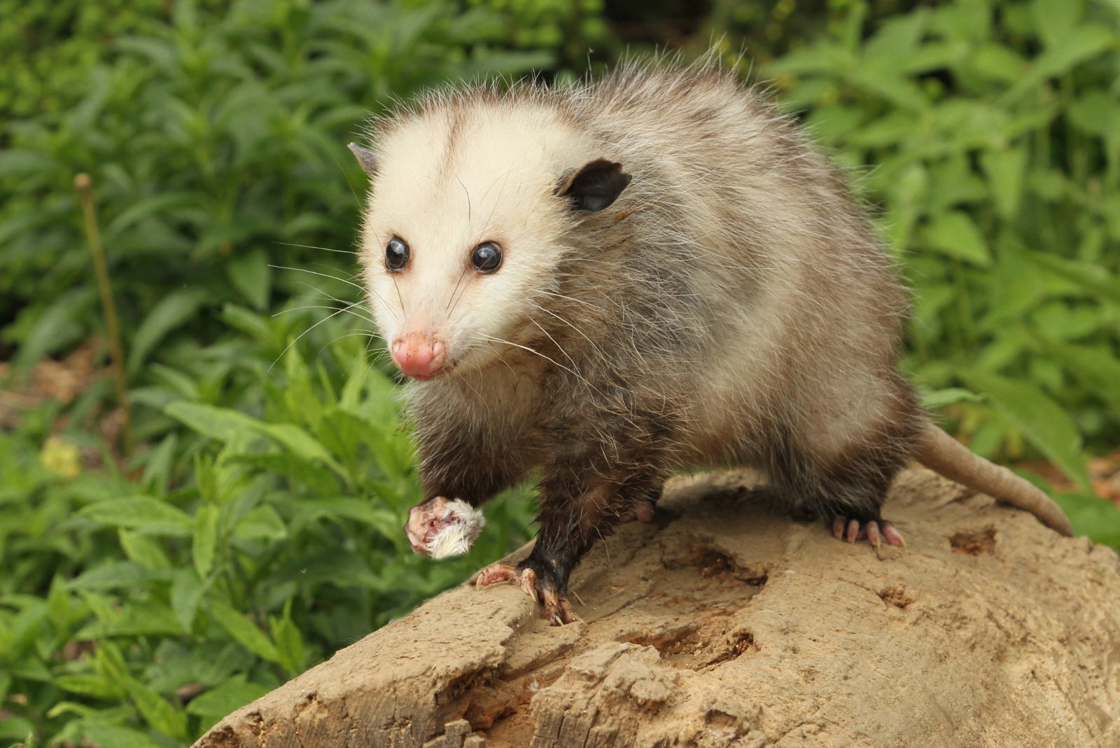 Possums (featured image)