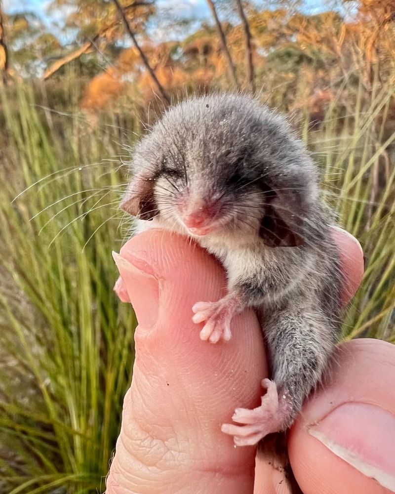 Oklahoma Law Protects Wildlife