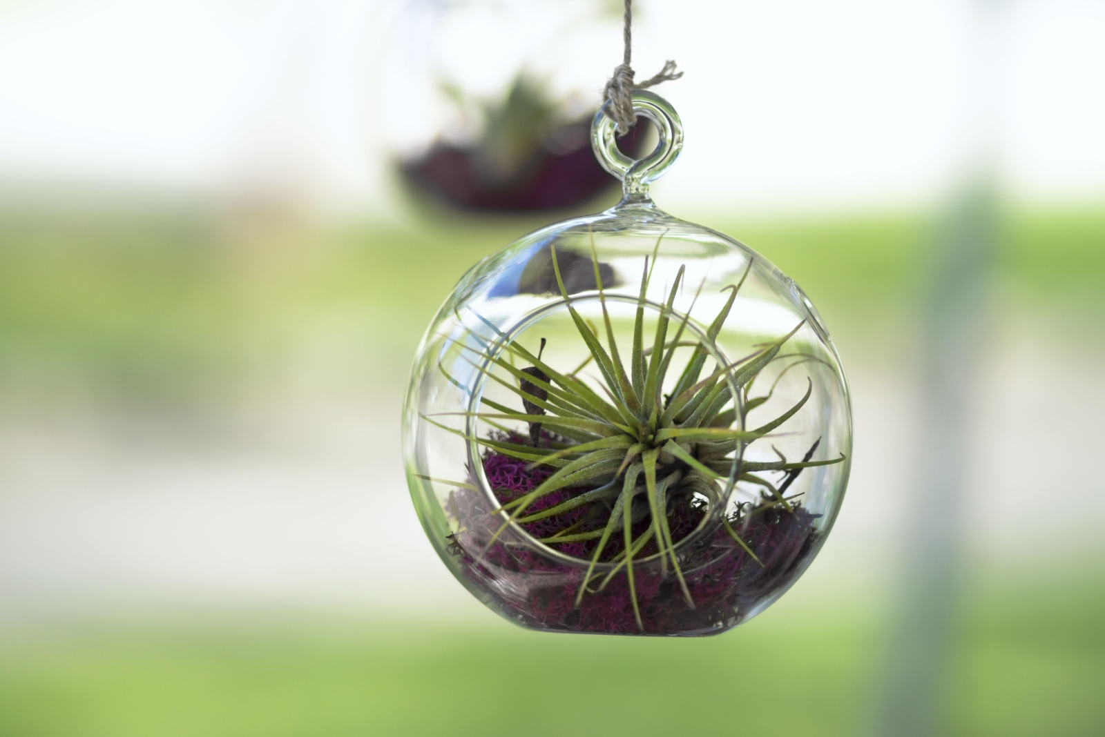 7 Things Pennsylvania Gardeners Wish They Knew Before Buying Air Plants