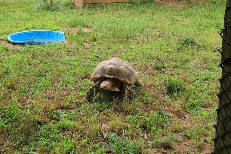 large turtle crawling across a lawn in a fenced area