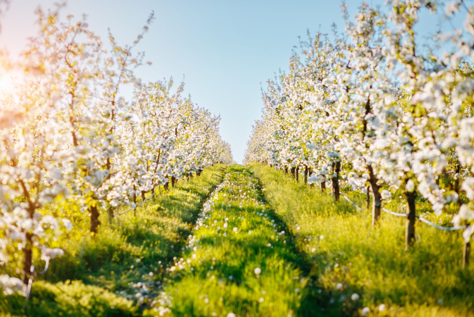 7 Things To Do In Washington County, Texas Gardens